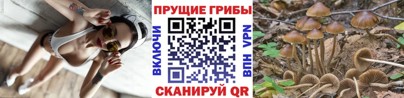 Купить  Сенгилей  Галлюциногенные грибы мухоморы 